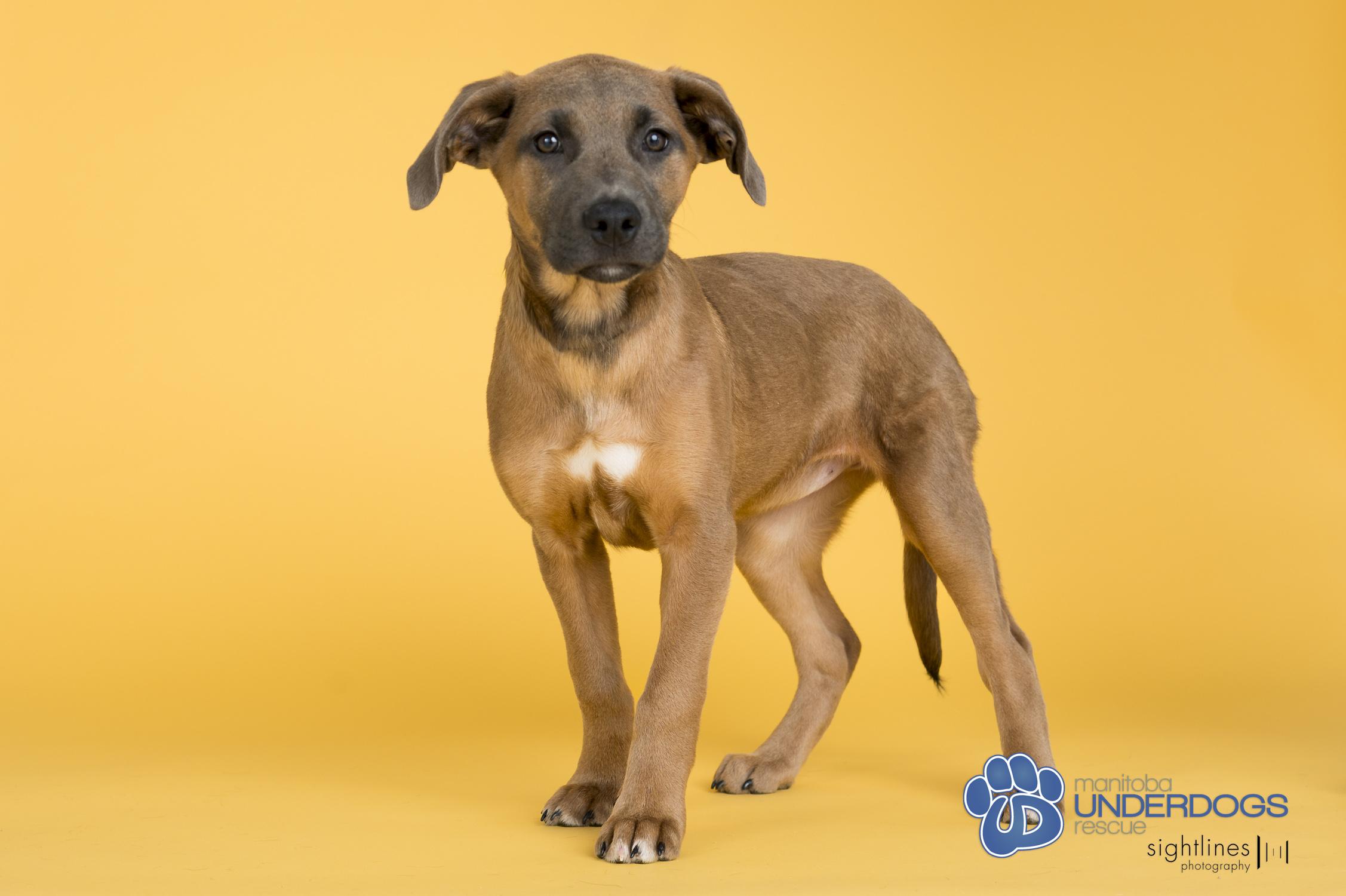 Enlarge Ario, a Adoptable mixed breed in Winnipeg, MB image 4/4