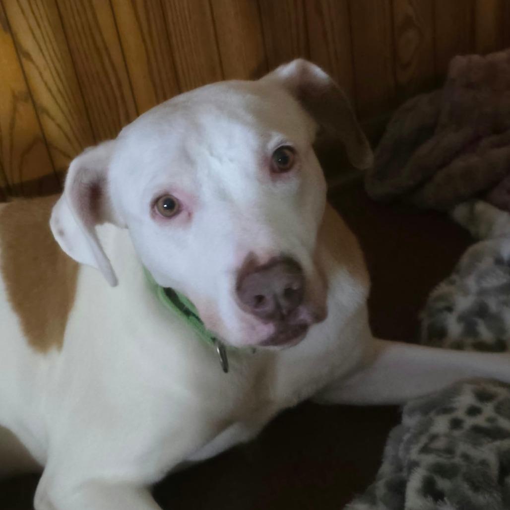 Enlarge Hazel, a Adoptable Mixed Breed in DeKalb, IL image 1/4