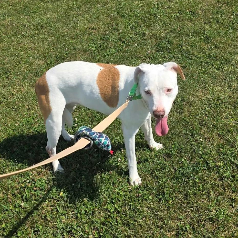 Enlarge Hazel, a Adoptable Mixed Breed in DeKalb, IL image 2/4