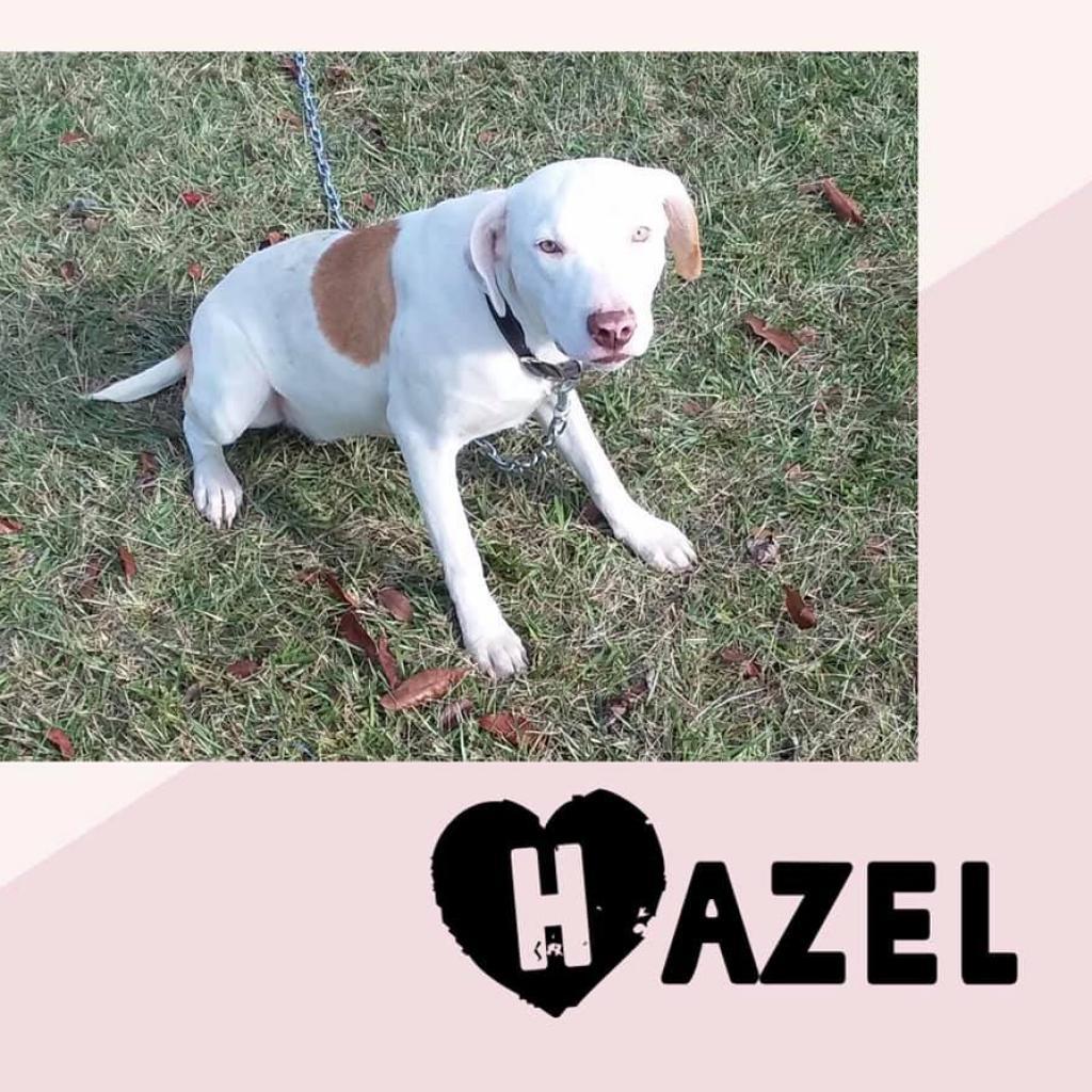 Enlarge Hazel, a Adoptable Mixed Breed in DeKalb, IL image 3/4