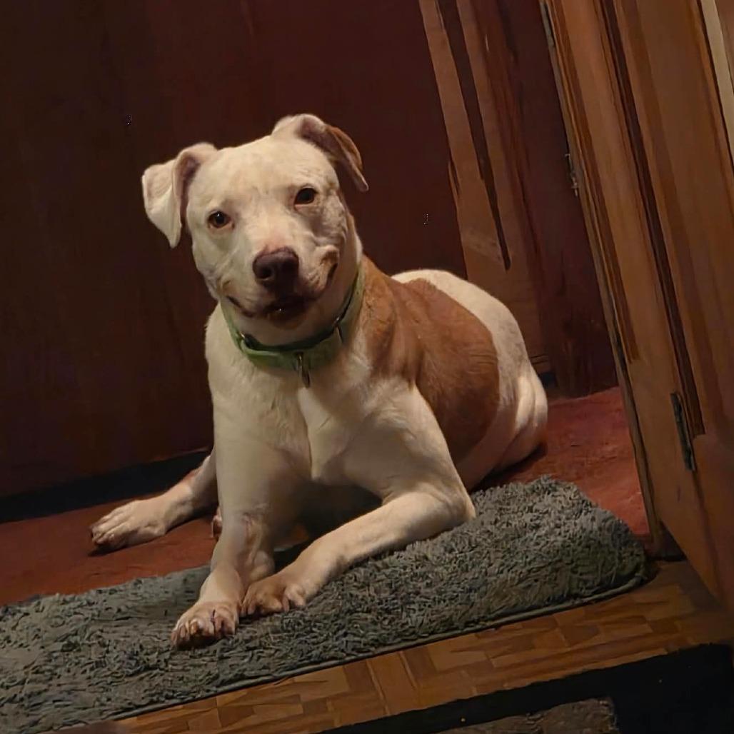 Enlarge Hazel, a Adoptable Mixed Breed in DeKalb, IL image 4/4