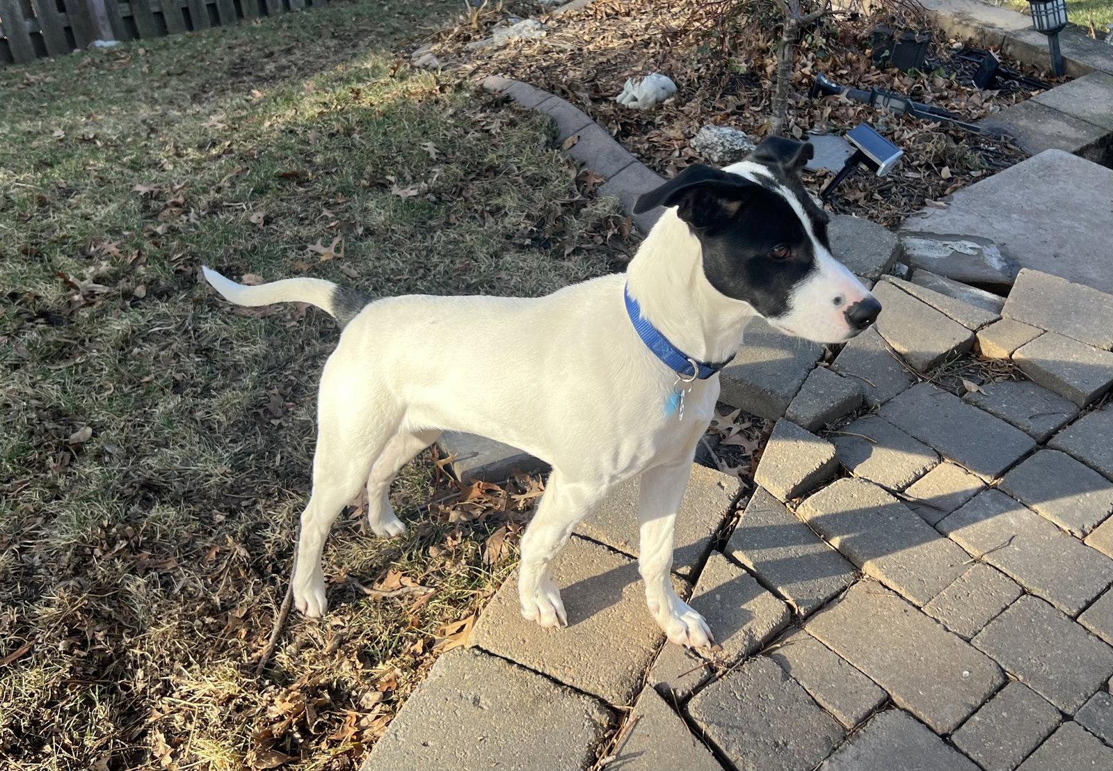 Bravo, Adopted, Puppy Male Border Collie & Rat Terrier.