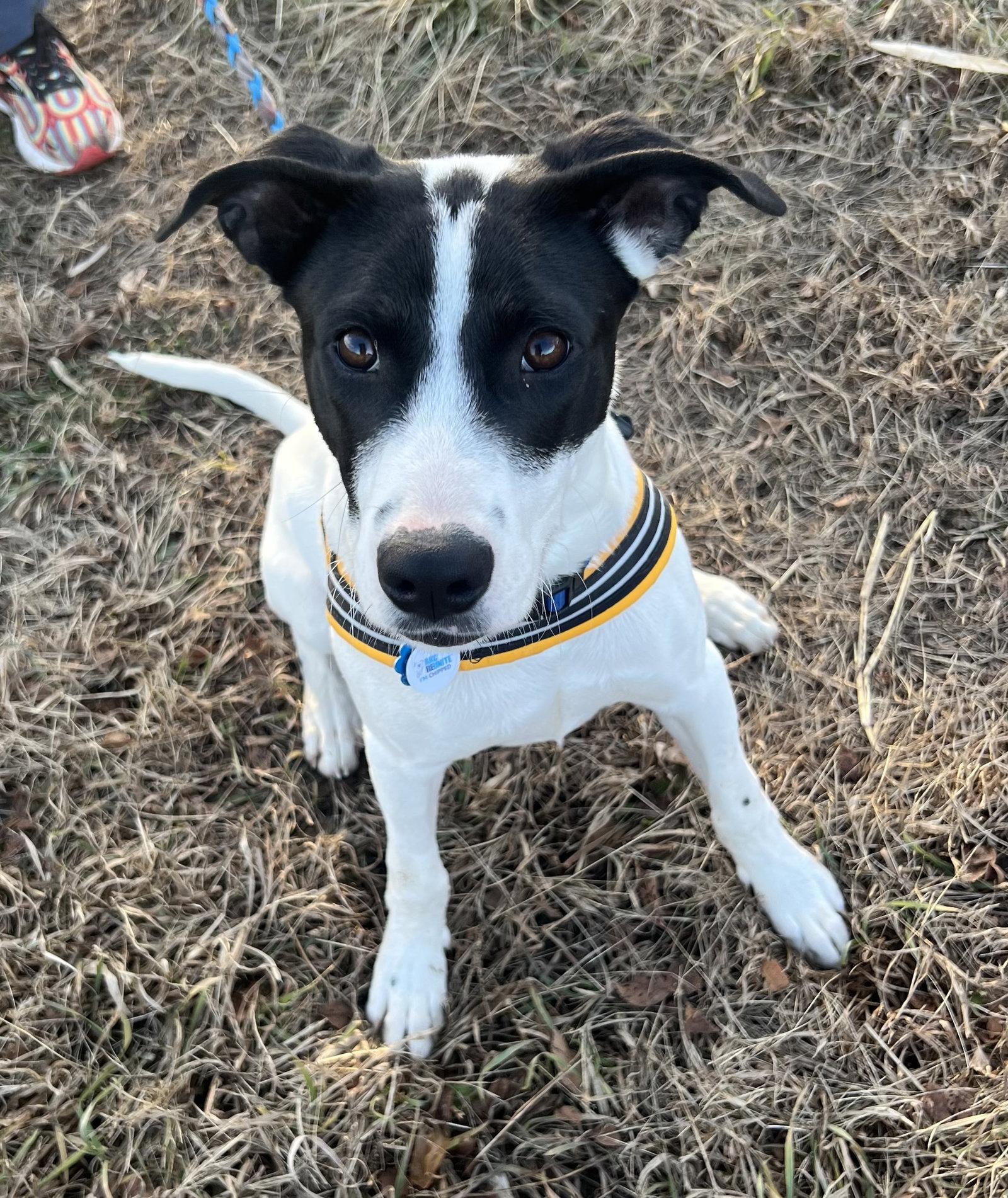 Enlarge Bravo, a Adopted mixed breed in Council Bluffs, IA image 2/3