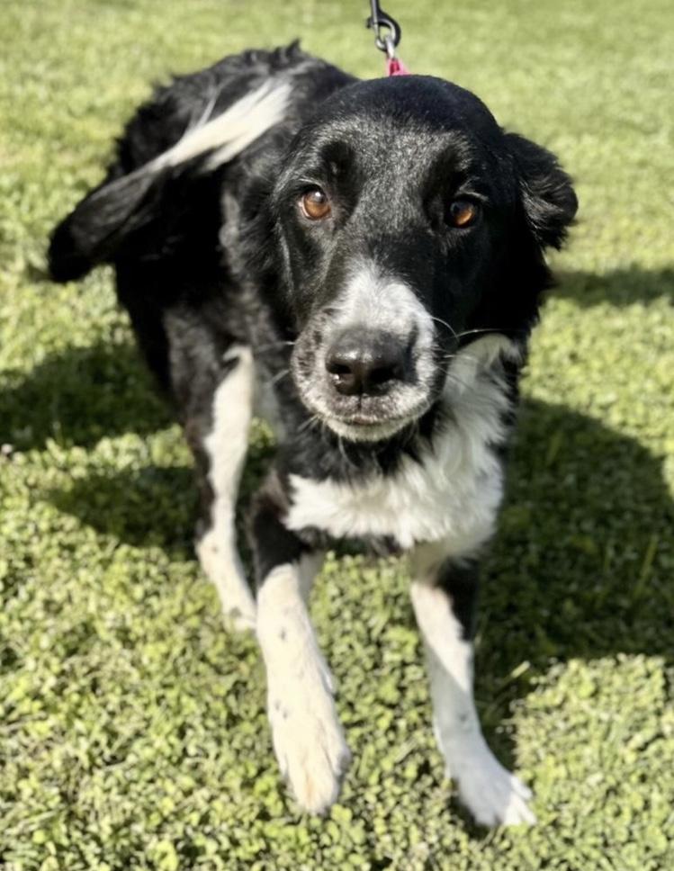 Viva - at risk, ADOPTABLE, Young Female Border Collie & Collie.