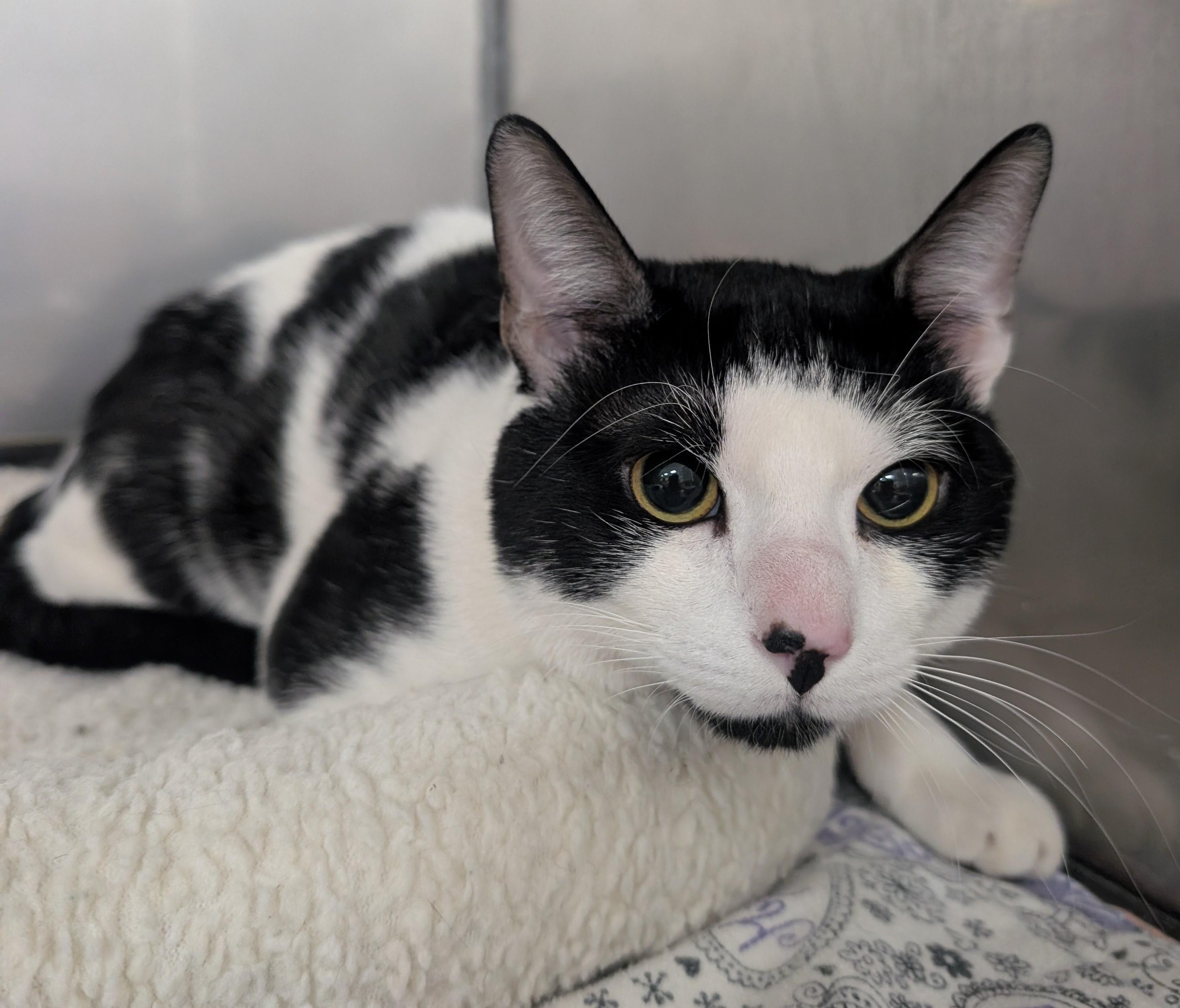 Milo, adoptable, Adult Male Domestic Short Hair.