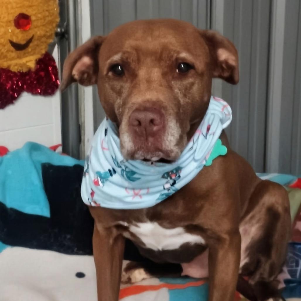 Mocha, Adoptable, Senior Female Chocolate Labrador Retriever & Mixed Breed.