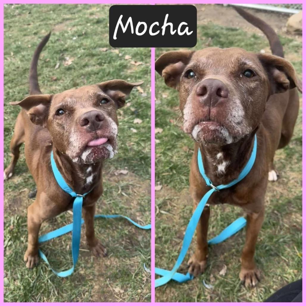 Enlarge Mocha, a Adoptable mixed breed in Avon, OH image 1/6
