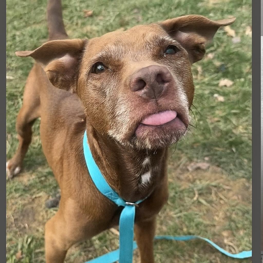 Enlarge Mocha, a Adoptable mixed breed in Avon, OH image 2/6