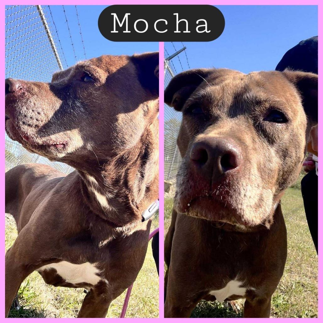 Enlarge Mocha, a Adoptable mixed breed in Avon, OH image 4/6