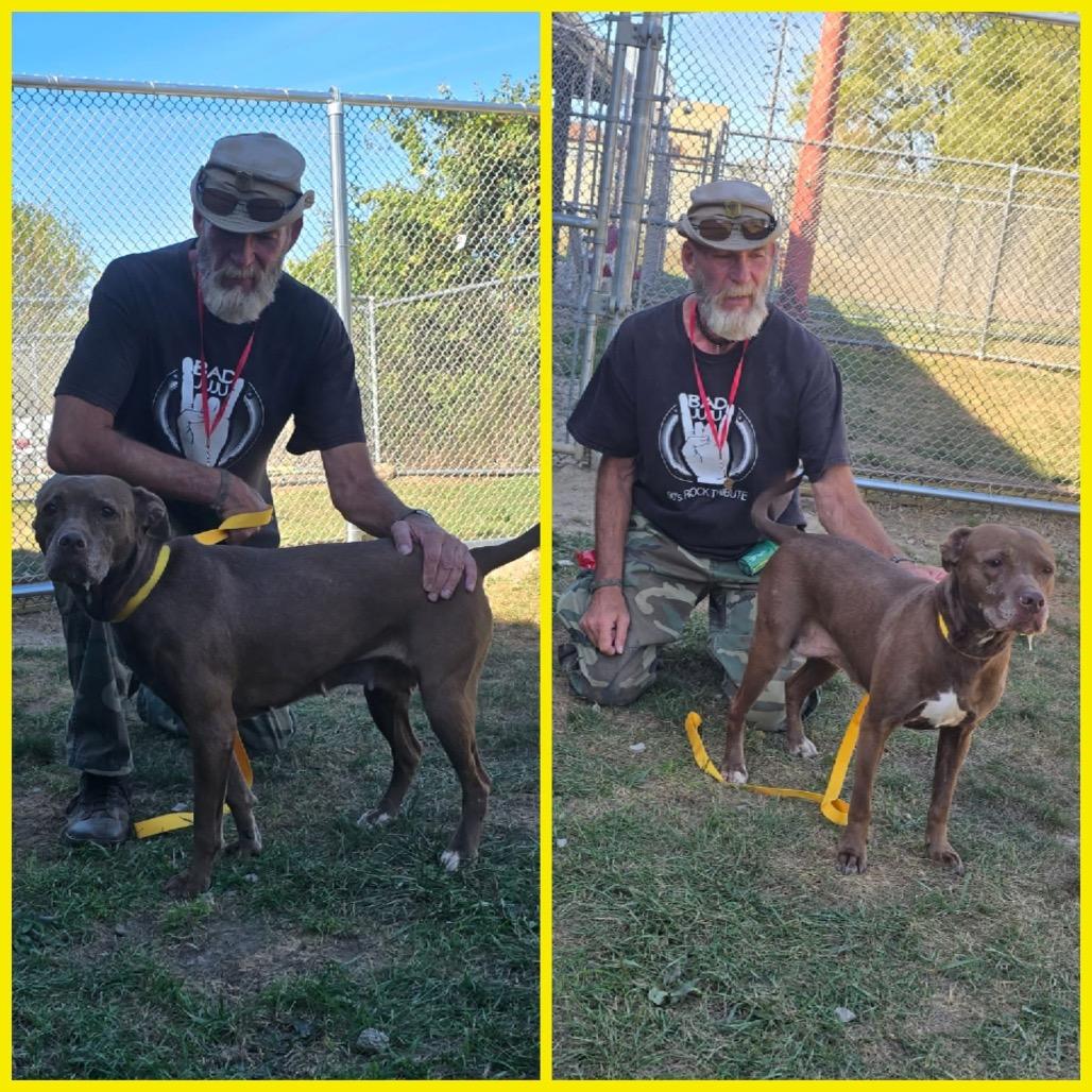 Enlarge Mocha, a Adoptable mixed breed in Avon, OH image 5/6