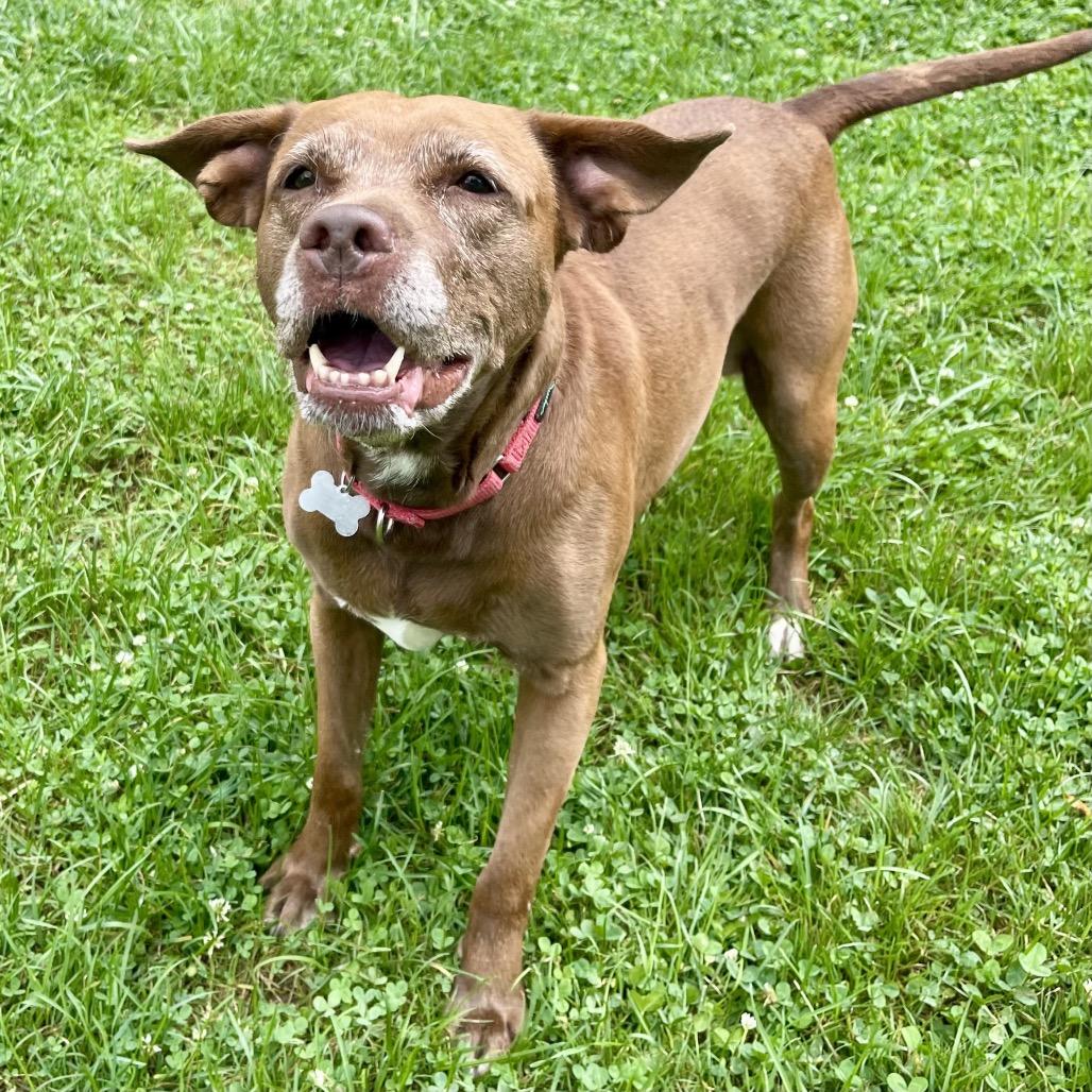 Mocha, a Adoptable mixed breed in Avon, OH image 4/5