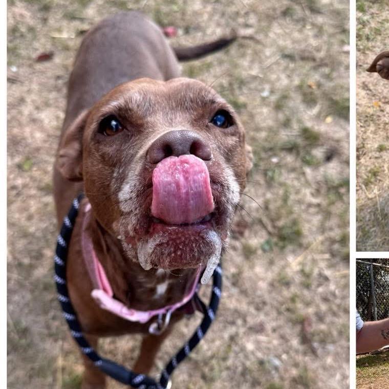 Enlarge Mocha, a Adoptable mixed breed in Avon, OH image 6/6