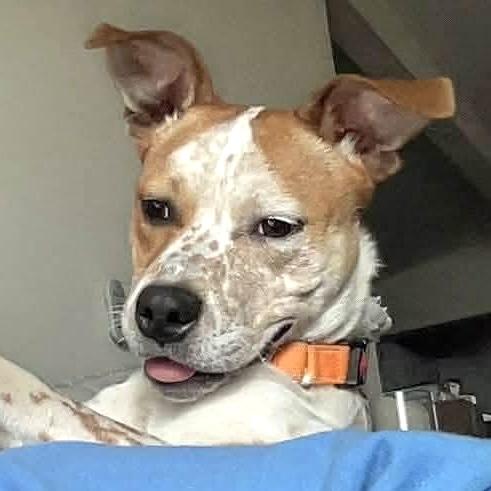 Enlarge Ace, a ADOPTABLE Mixed Breed in Highland, NY image 5/6