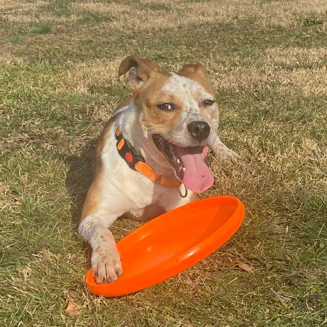 Enlarge Ace, a ADOPTABLE Mixed Breed in Highland, NY image 2/6