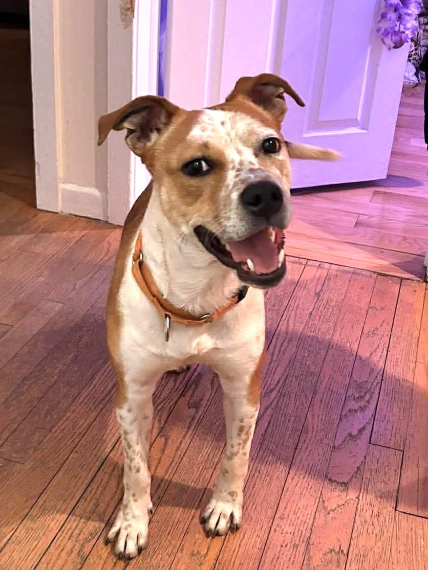 Enlarge Ace, a ADOPTABLE Mixed Breed in Highland, NY image 1/6