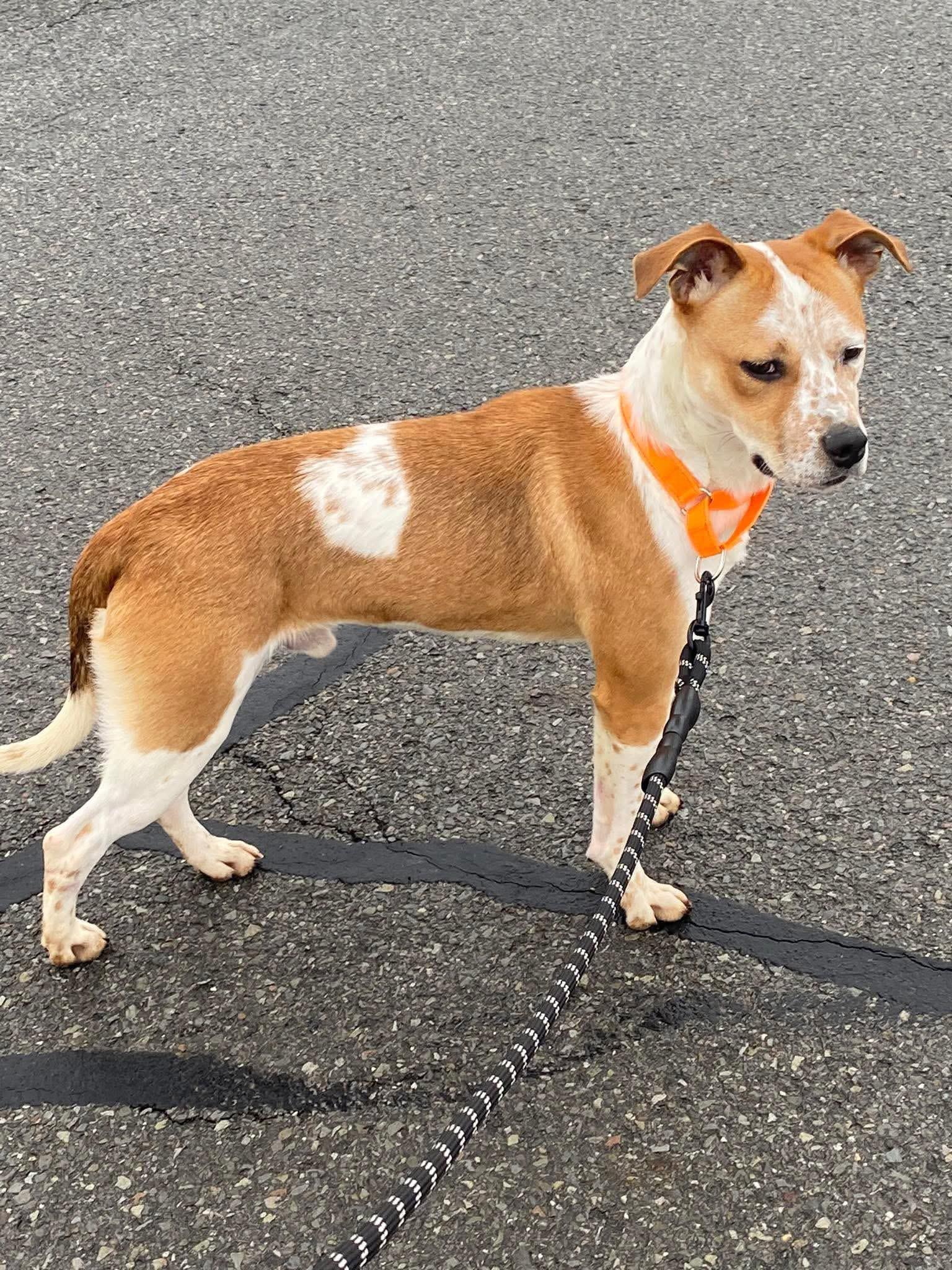 Enlarge Ace, a ADOPTABLE Mixed Breed in Highland, NY image 3/6