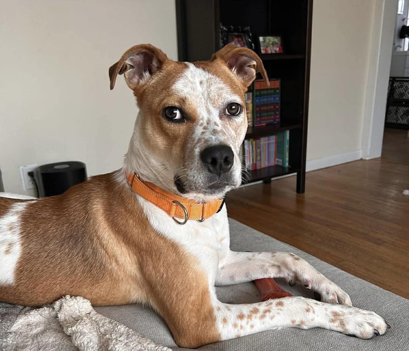 Enlarge Ace, a ADOPTABLE Mixed Breed in Highland, NY image 6/6