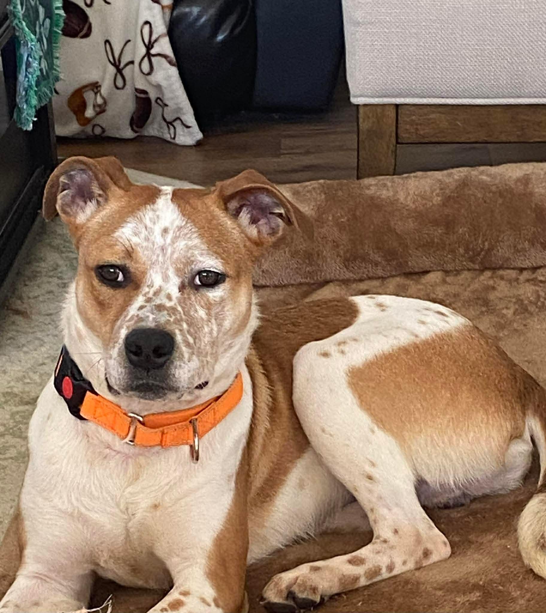 Ace, ADOPTABLE, Puppy Male Mixed Breed.