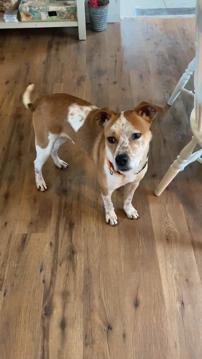 Enlarge Ace, a ADOPTABLE Mixed Breed in Highland, NY video 4/6