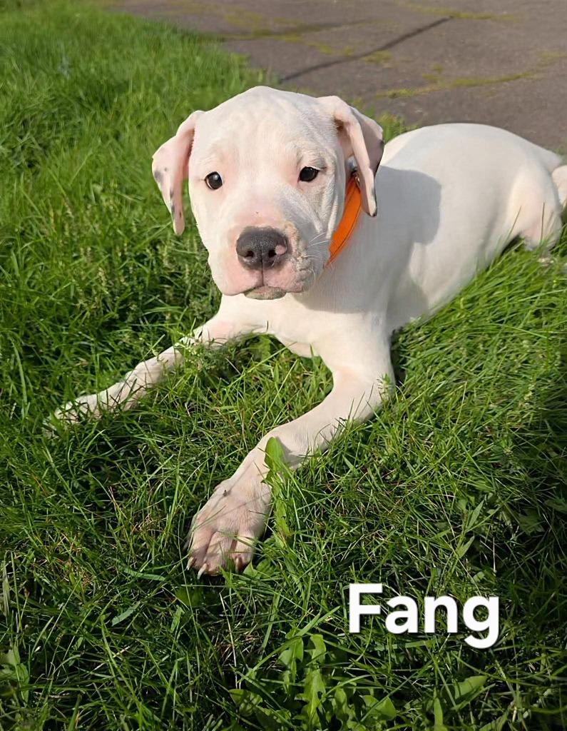 Fang, Adoptable, Puppy Male Pit Bull Terrier.