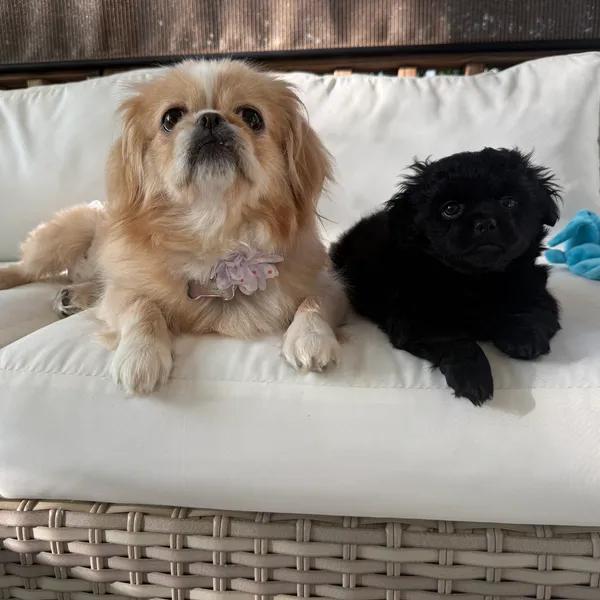 Jade and Onyx, adopted, Young Female Pekingese.