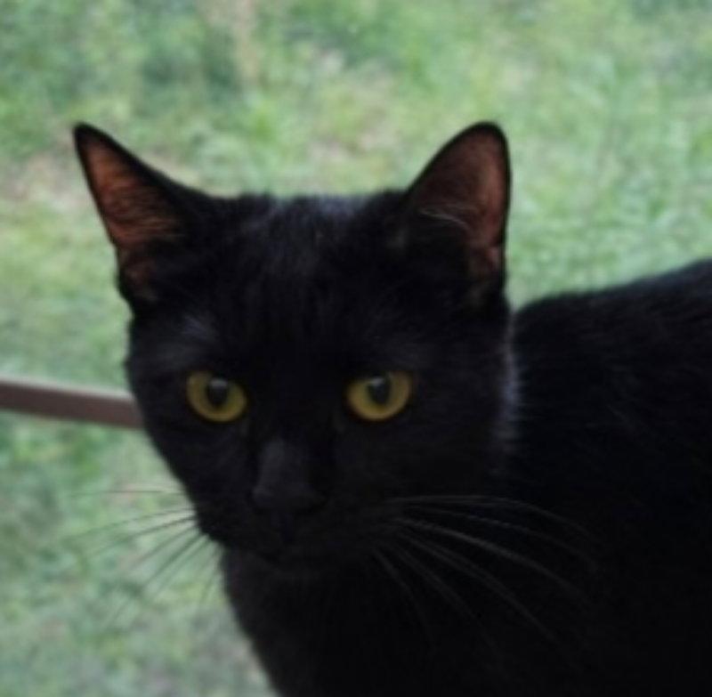 Spooky, a Adopted Domestic Short Hair in Pineville, LA image 1/3