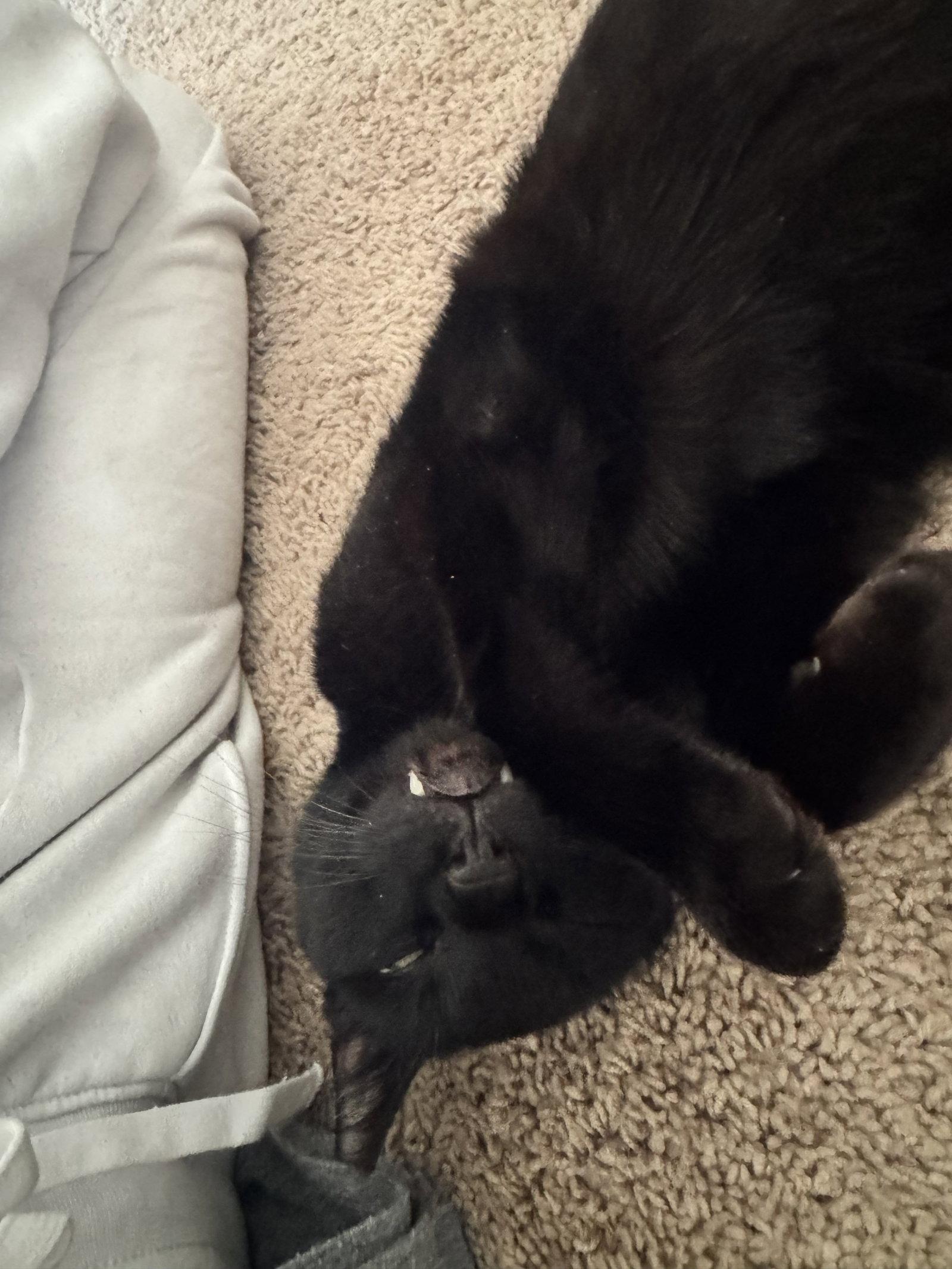 Spooky, a Adopted Domestic Short Hair in Pineville, LA image 2/3