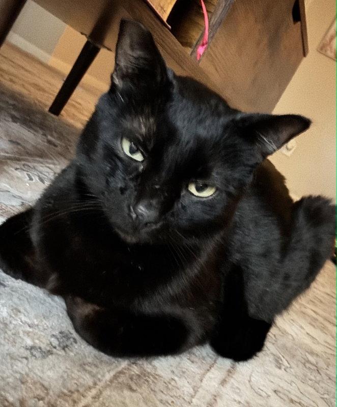 Spooky, a Adopted Domestic Short Hair in Pineville, LA image 3/3
