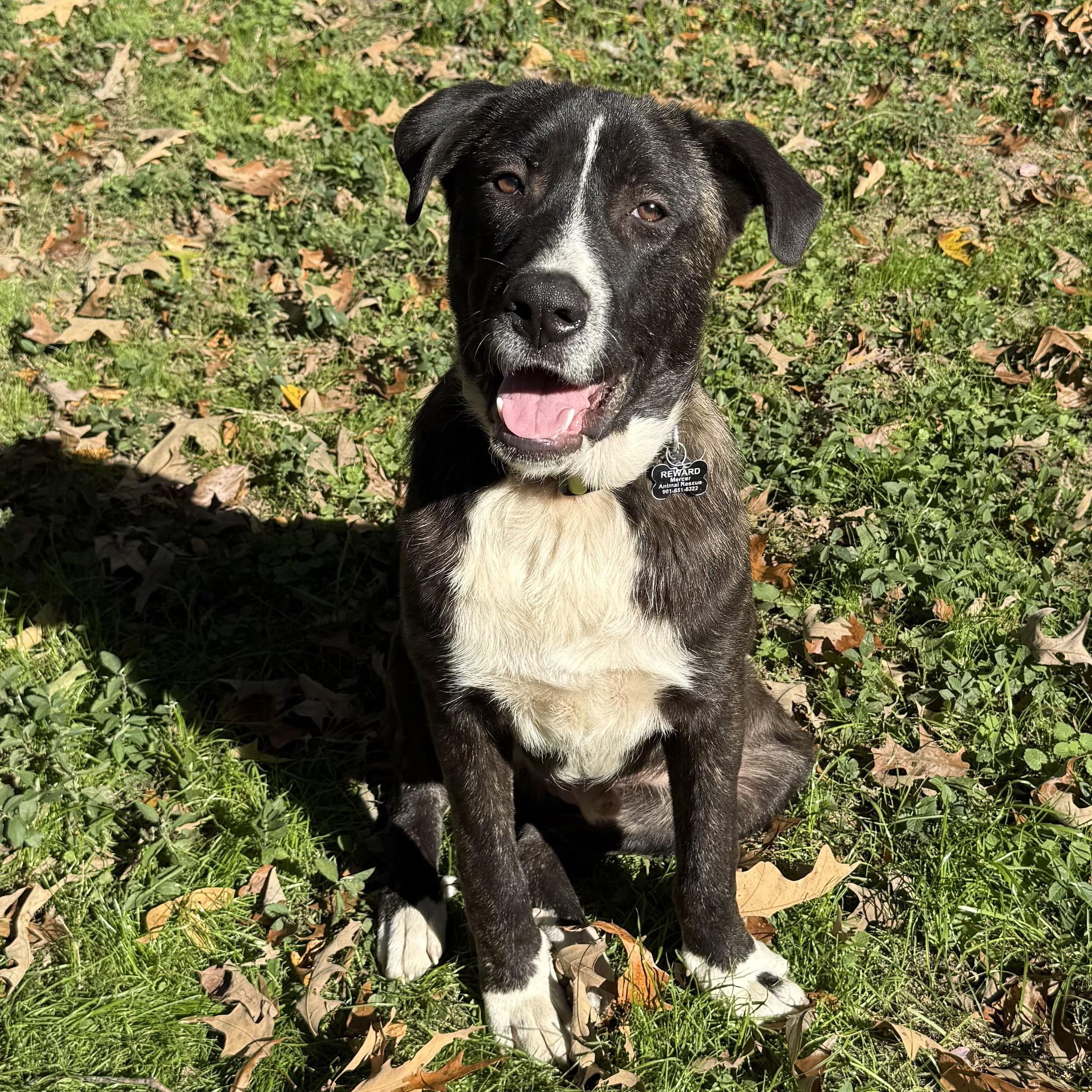 Enlarge Porter, a Adoptable mixed breed in Alexandria, VA image 1/4