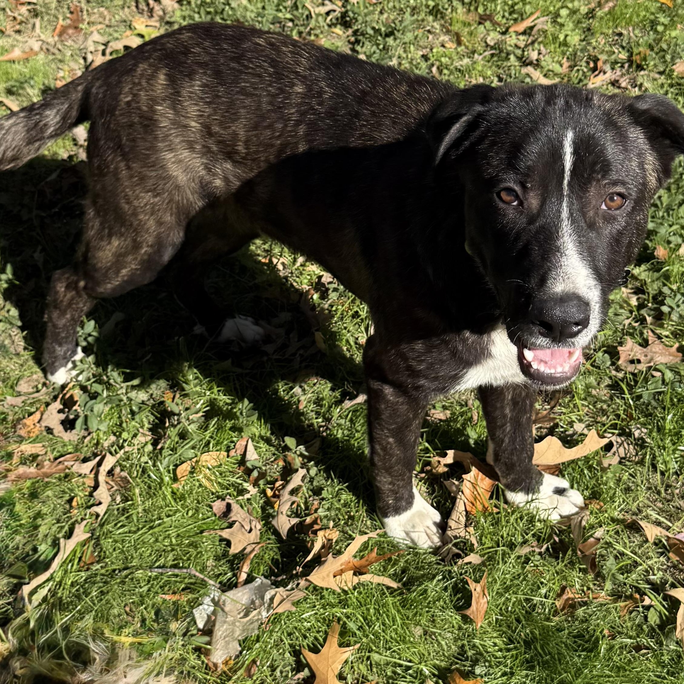 Enlarge Porter, a Adoptable mixed breed in Alexandria, VA image 3/4