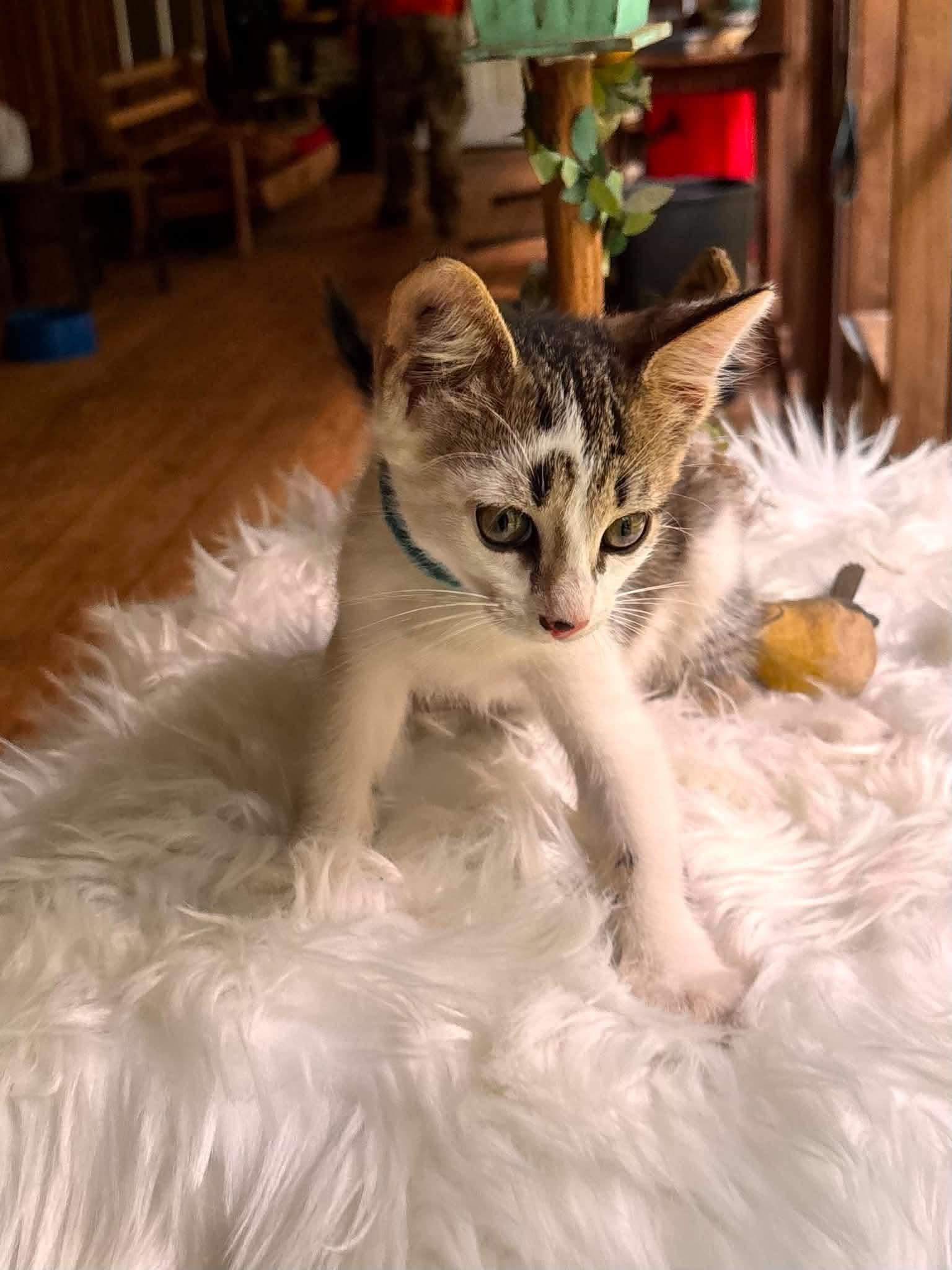 Enlarge Snickers, a Adoptable Domestic Short Hair in Woonsocket, RI image 3/6