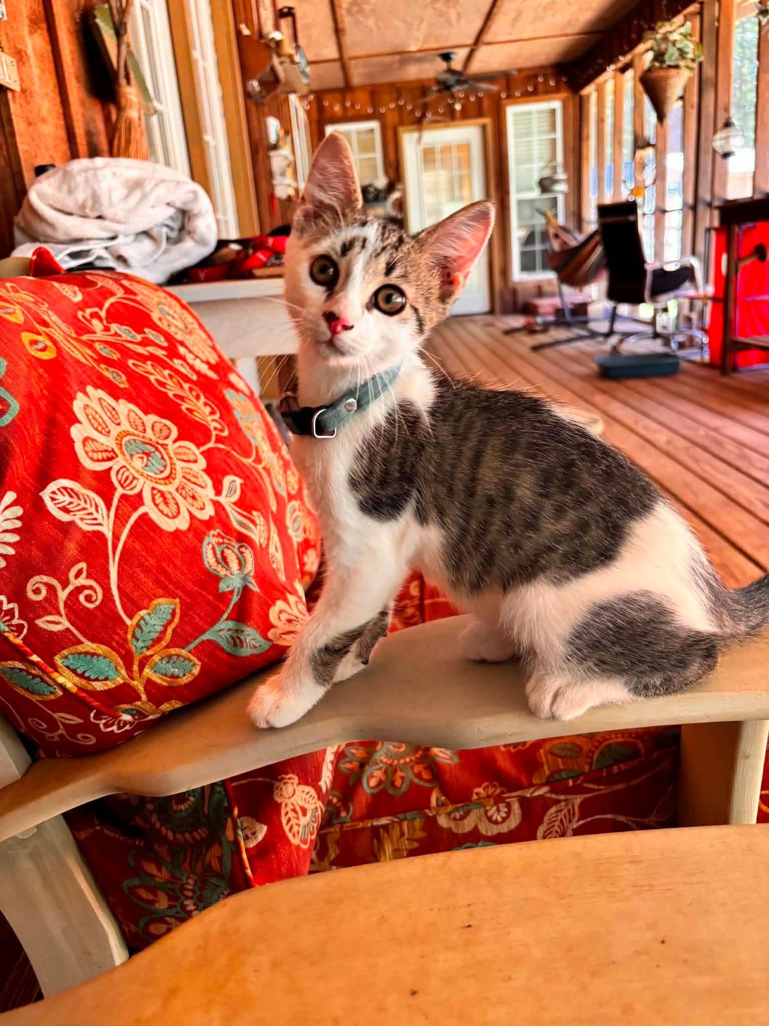 Enlarge Snickers, a Adoptable Domestic Short Hair in Woonsocket, RI image 5/6