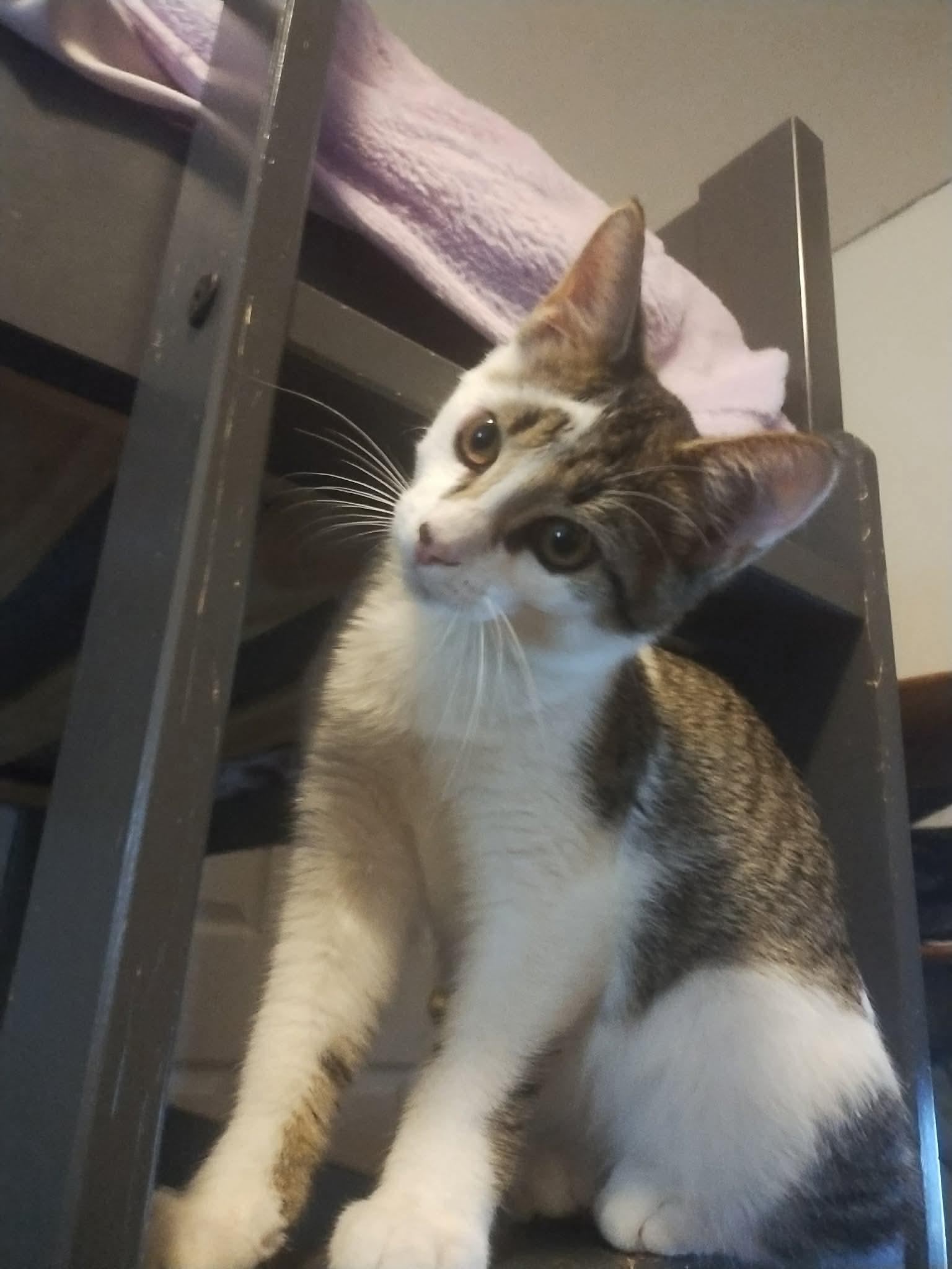 Enlarge Snickers, a Adoptable Domestic Short Hair in Woonsocket, RI image 6/6