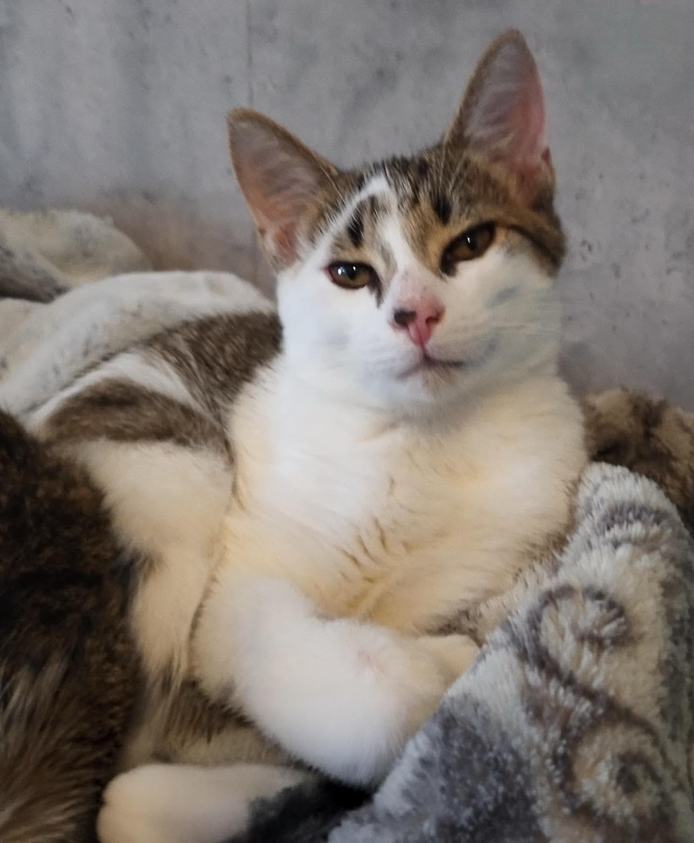 Enlarge Snickers, a Adoptable Domestic Short Hair in Woonsocket, RI image 1/6