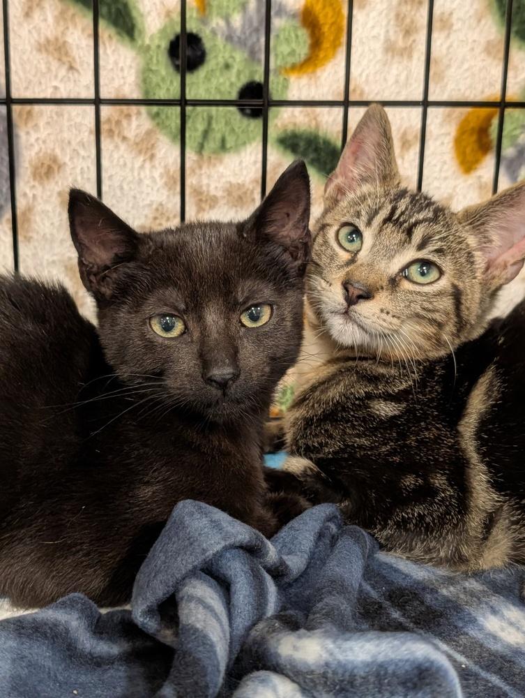 Enlarge Tigger, a Adoptable mixed breed in Fremont, CA image 2/5