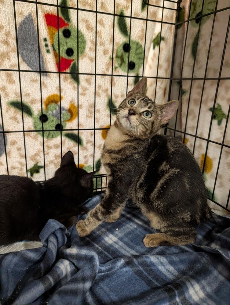 Enlarge Tigger, a Adoptable mixed breed in Fremont, CA image 3/5