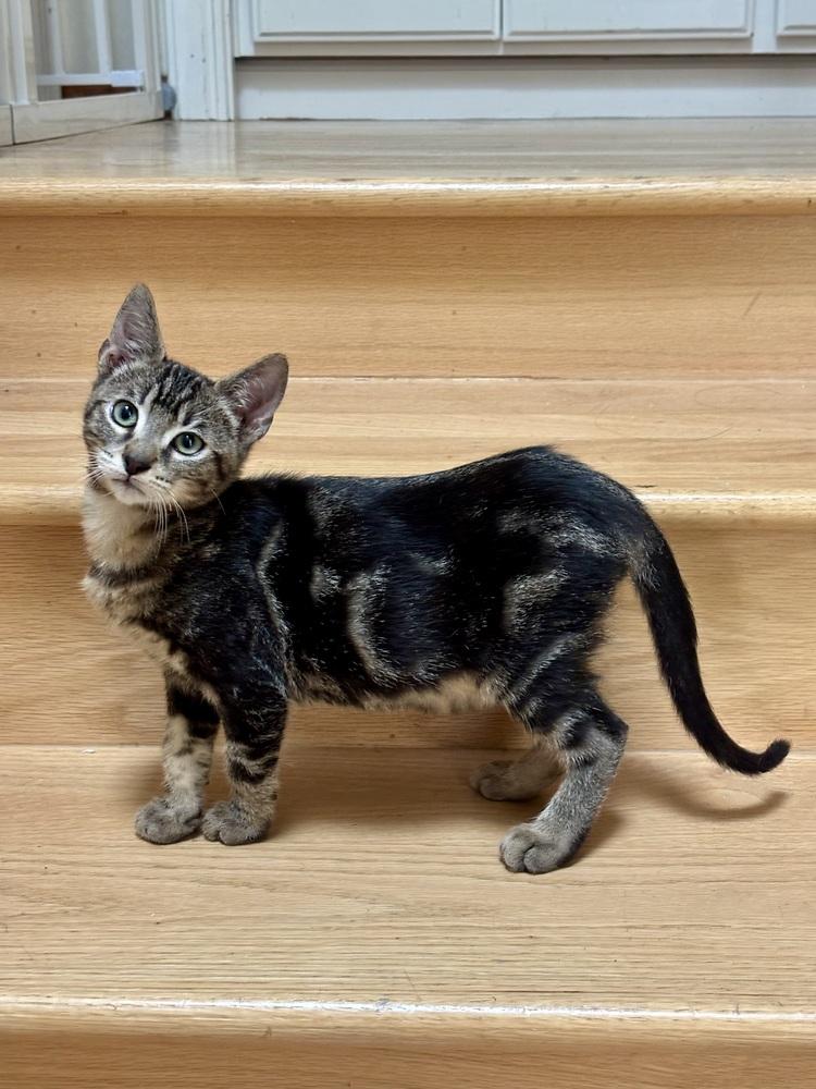 Enlarge Tigger, a Adoptable mixed breed in Fremont, CA image 4/5