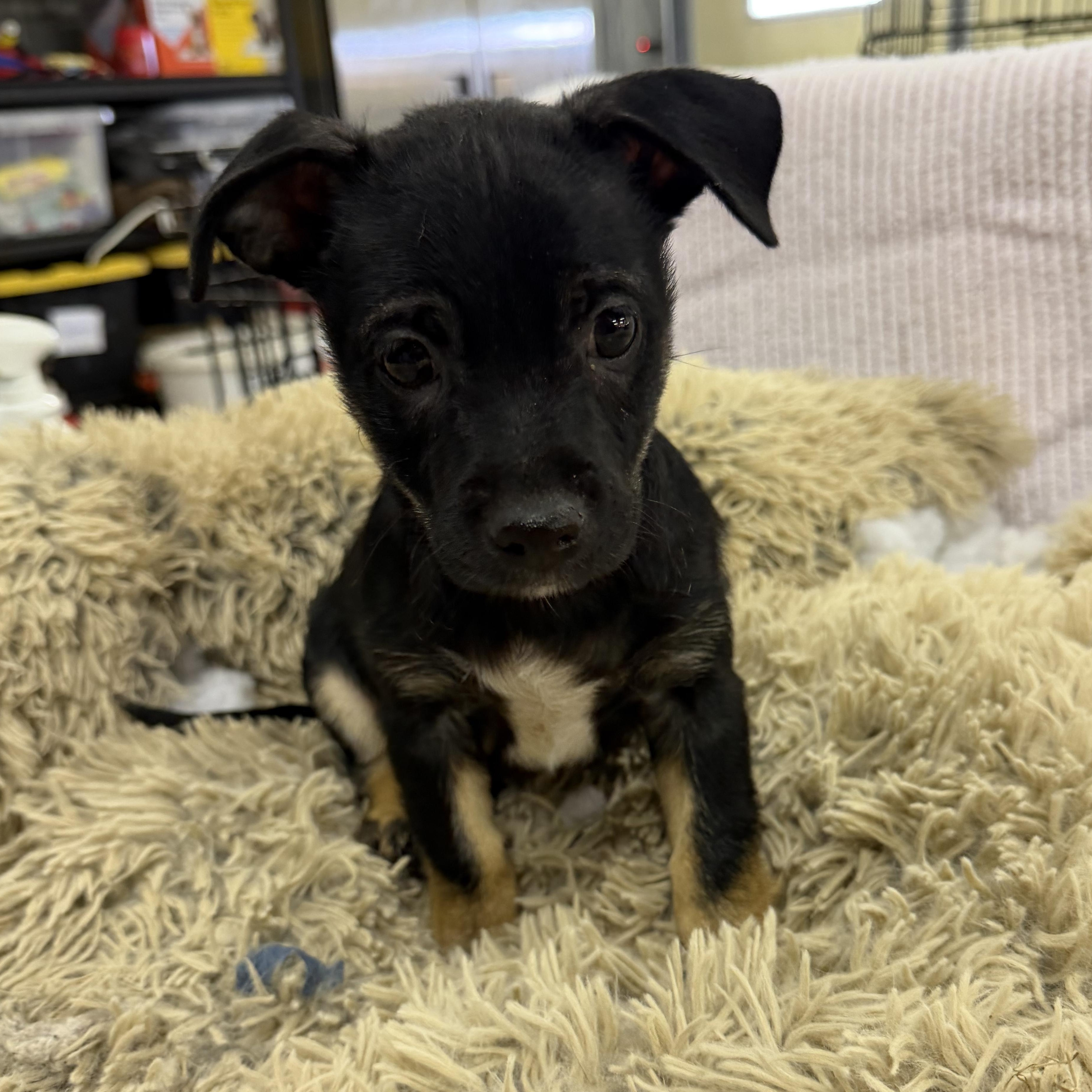 Enlarge Moon - 12 weeks old Chichuchu mix, a Adopted mixed breed in Muldrow, OK image 2/3