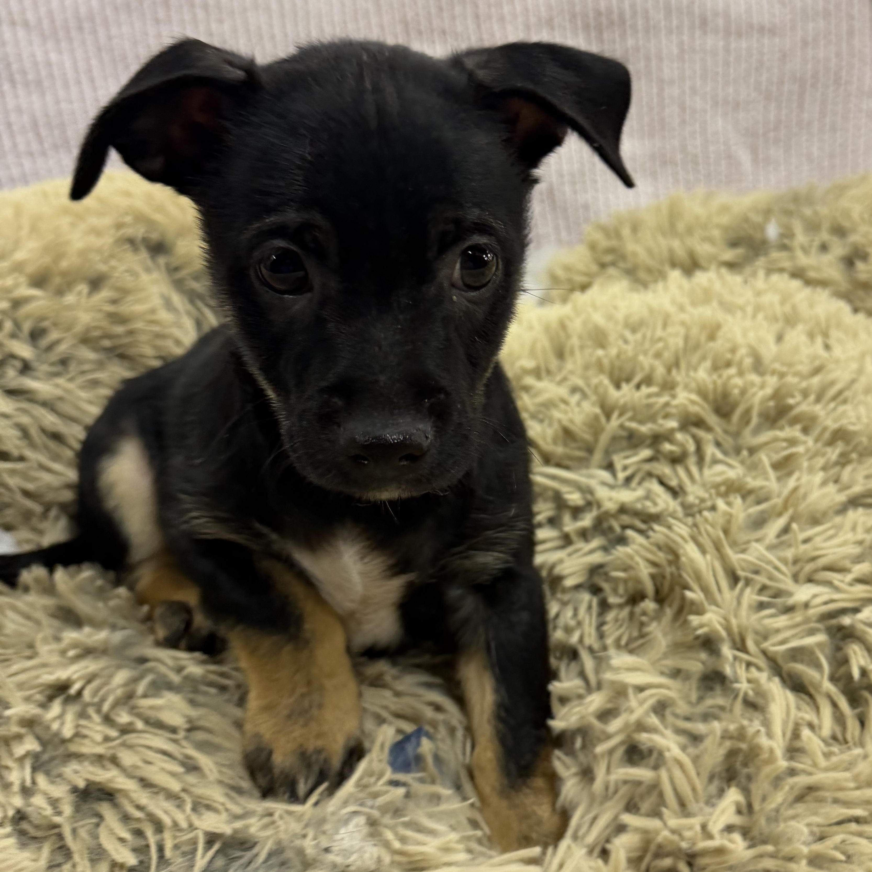 Moon - 12 weeks old Chichuchu mix, Adopted, Puppy Male Chihuahua.
