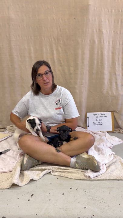 Enlarge Moon - 12 weeks old Chichuchu mix, a Adopted mixed breed in Muldrow, OK video 3/3