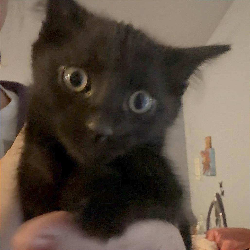 Potato, Adoptable, Kitten Male Domestic Short Hair.