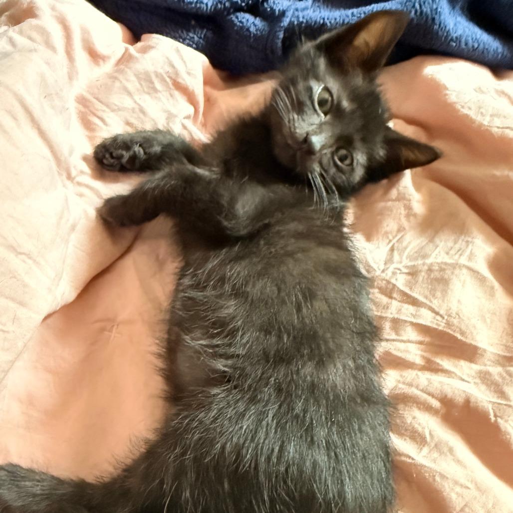 Potato, a Adoptable Domestic Short Hair in Wichita, KS image 2/2