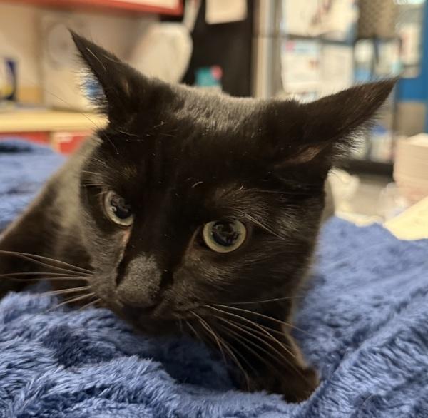 Layla, Adoptable, Young Female Domestic Short Hair.