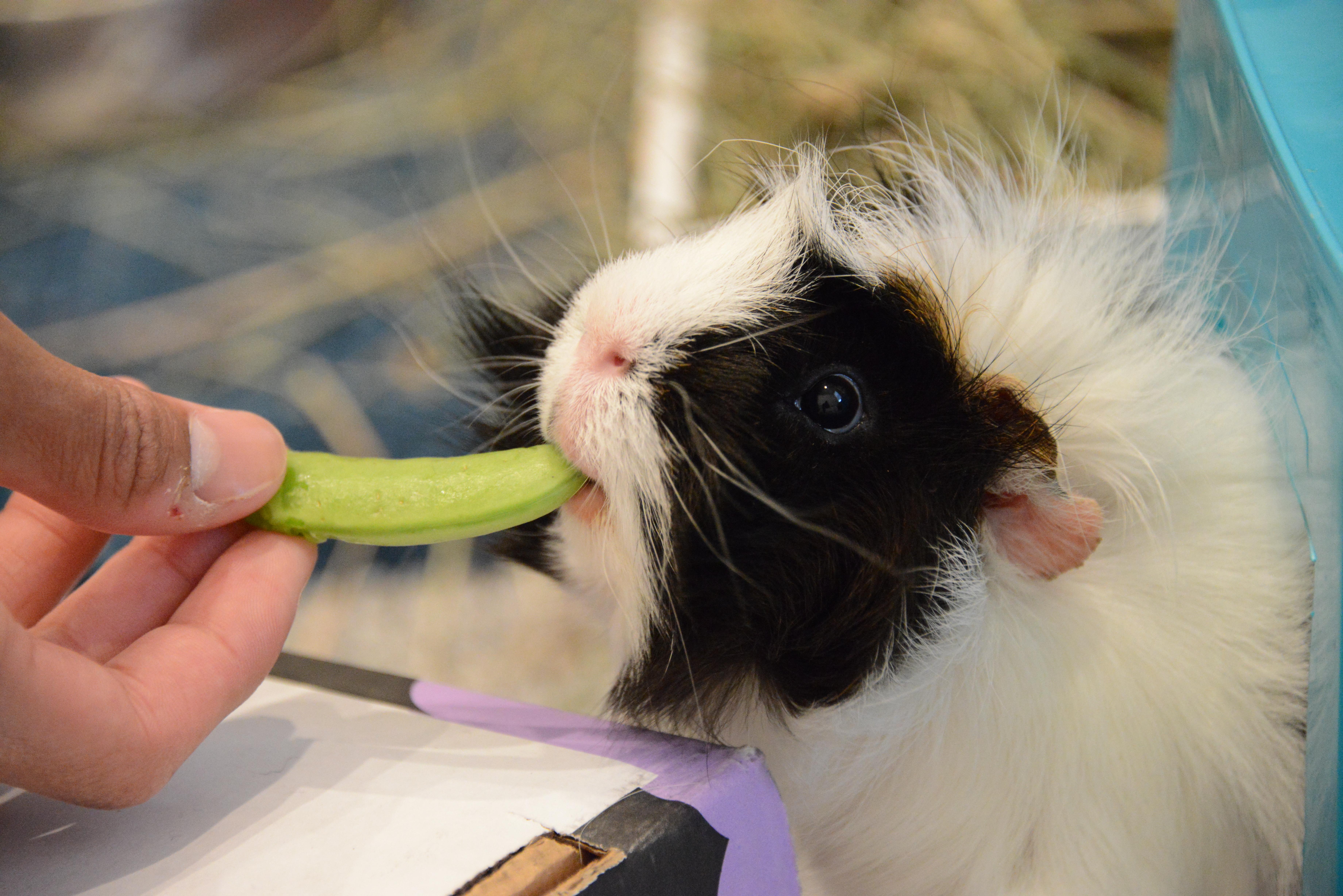 Enlarge Buster & Dilly, a Adoptable Abyssinian in Fort Collins, CO image 5/6