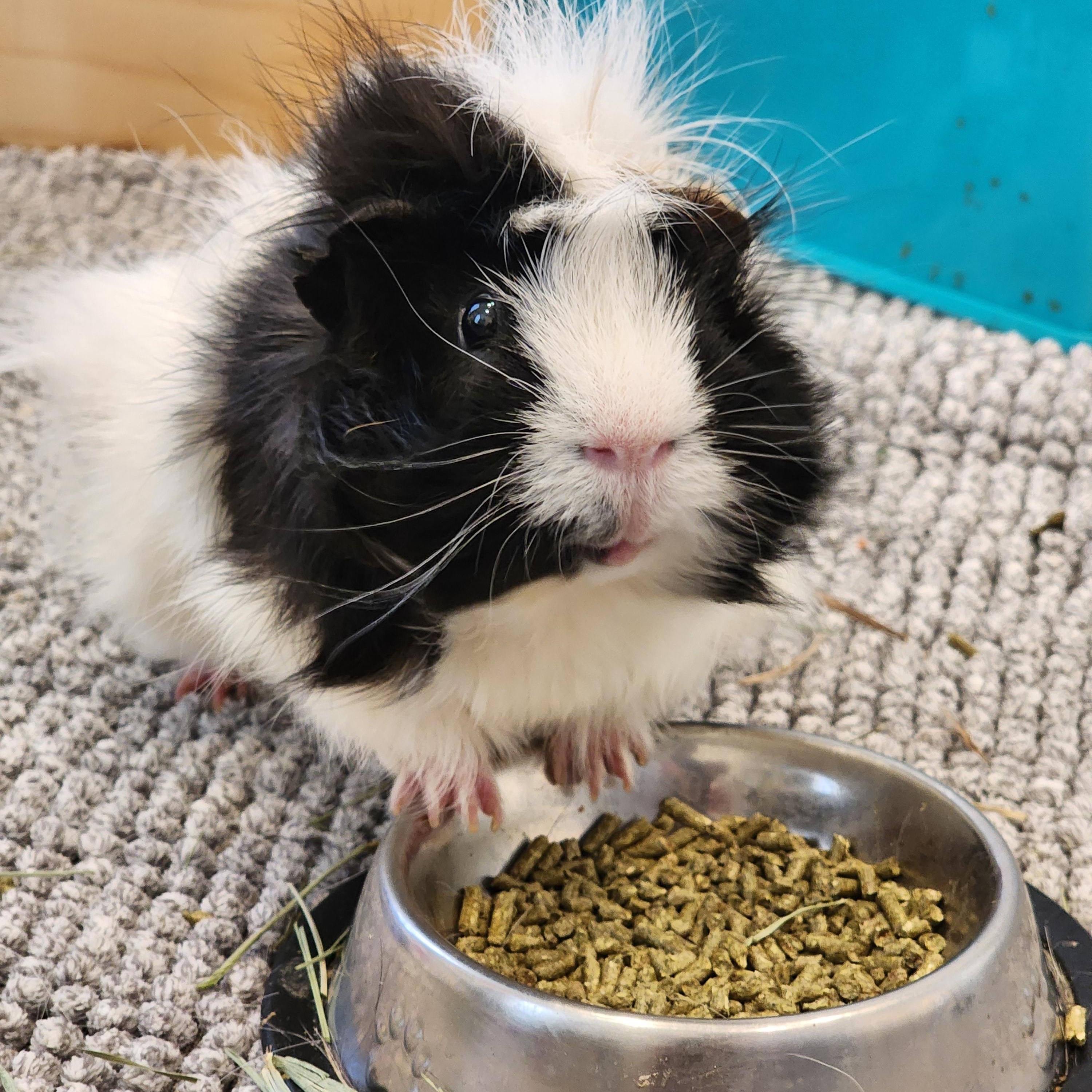 Enlarge Buster & Dilly, a Adoptable Abyssinian in Fort Collins, CO image 4/6