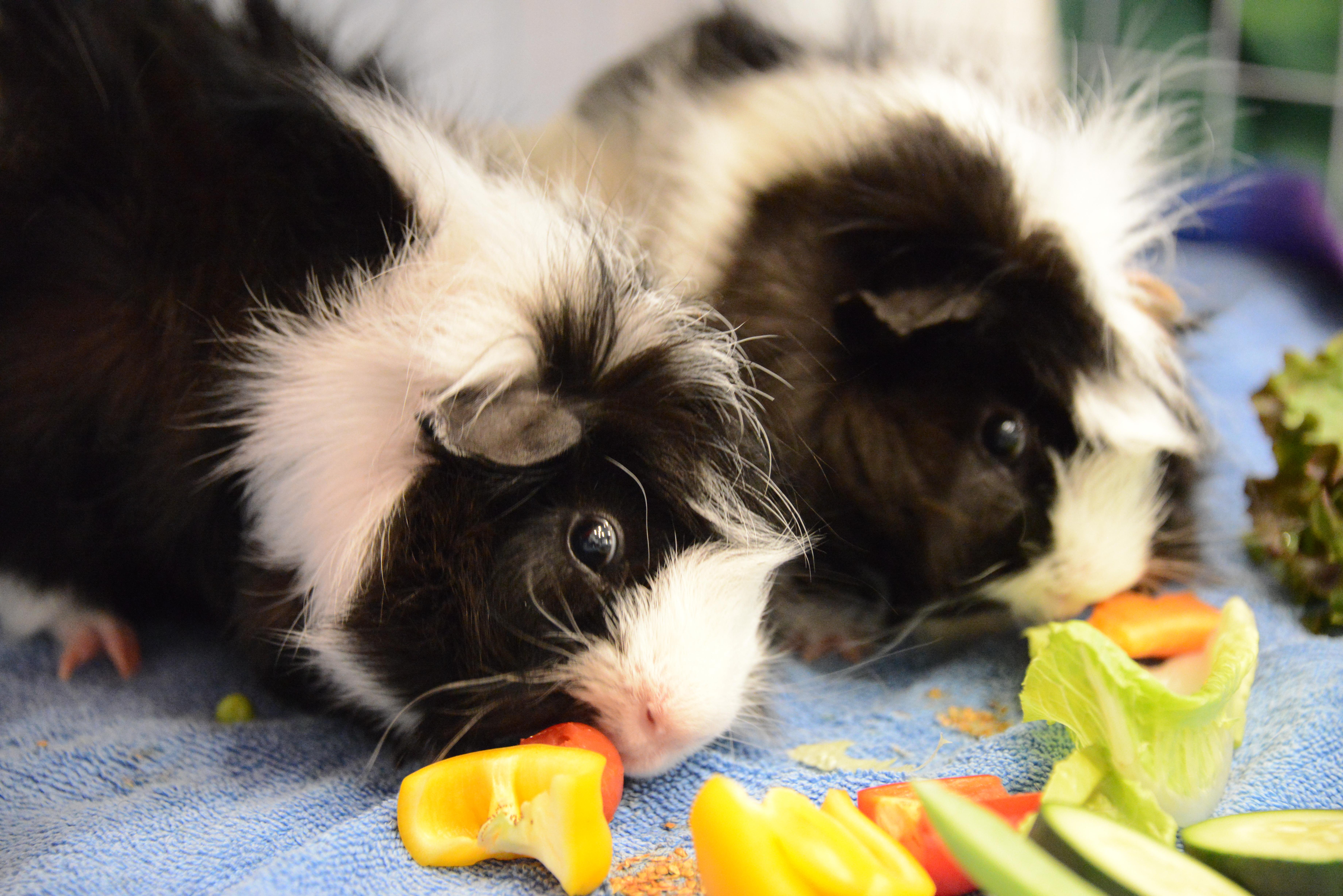 Enlarge Buster & Dilly, a Adoptable Abyssinian in Fort Collins, CO image 1/6