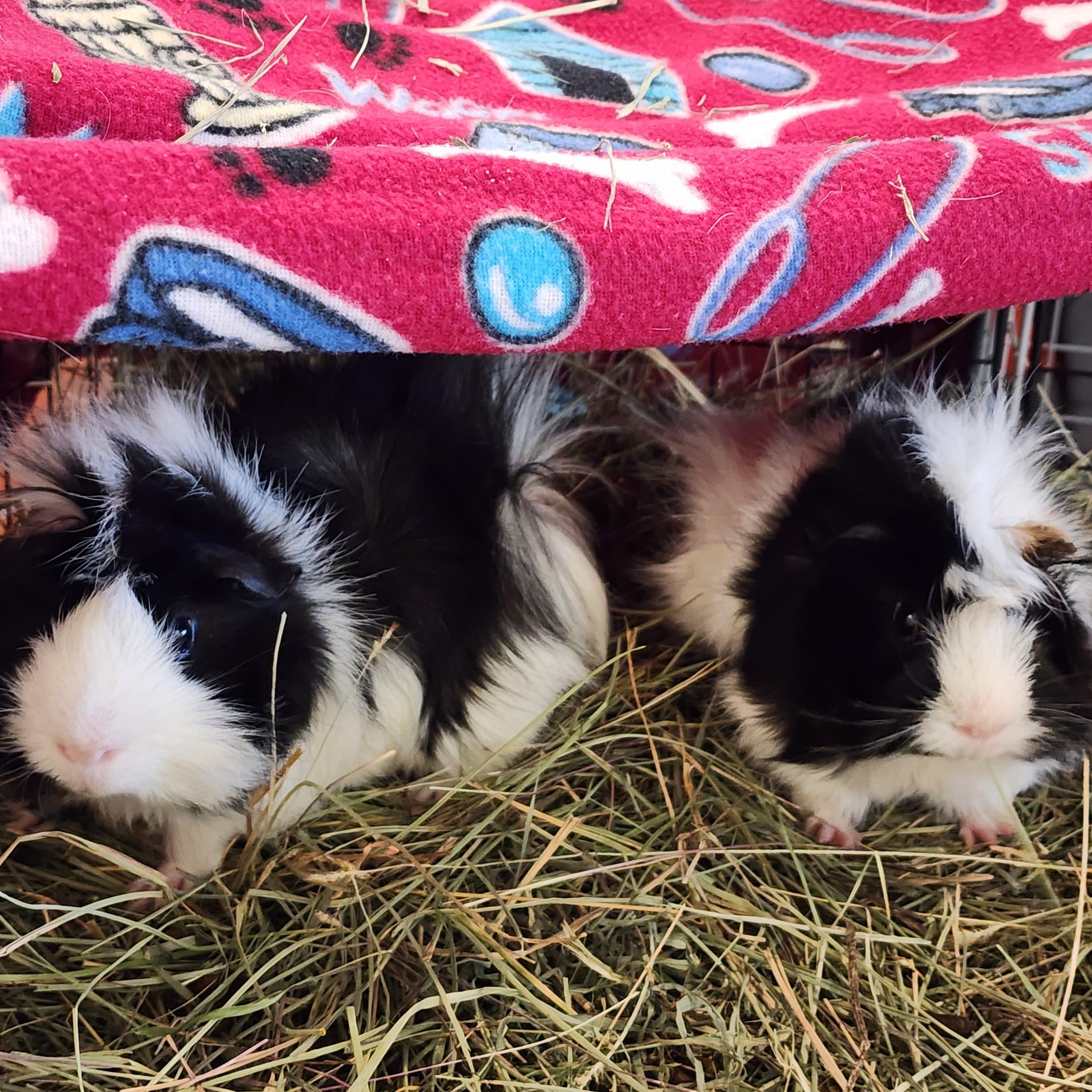 Buster & Dilly, Adoptable, Young Male Abyssinian.