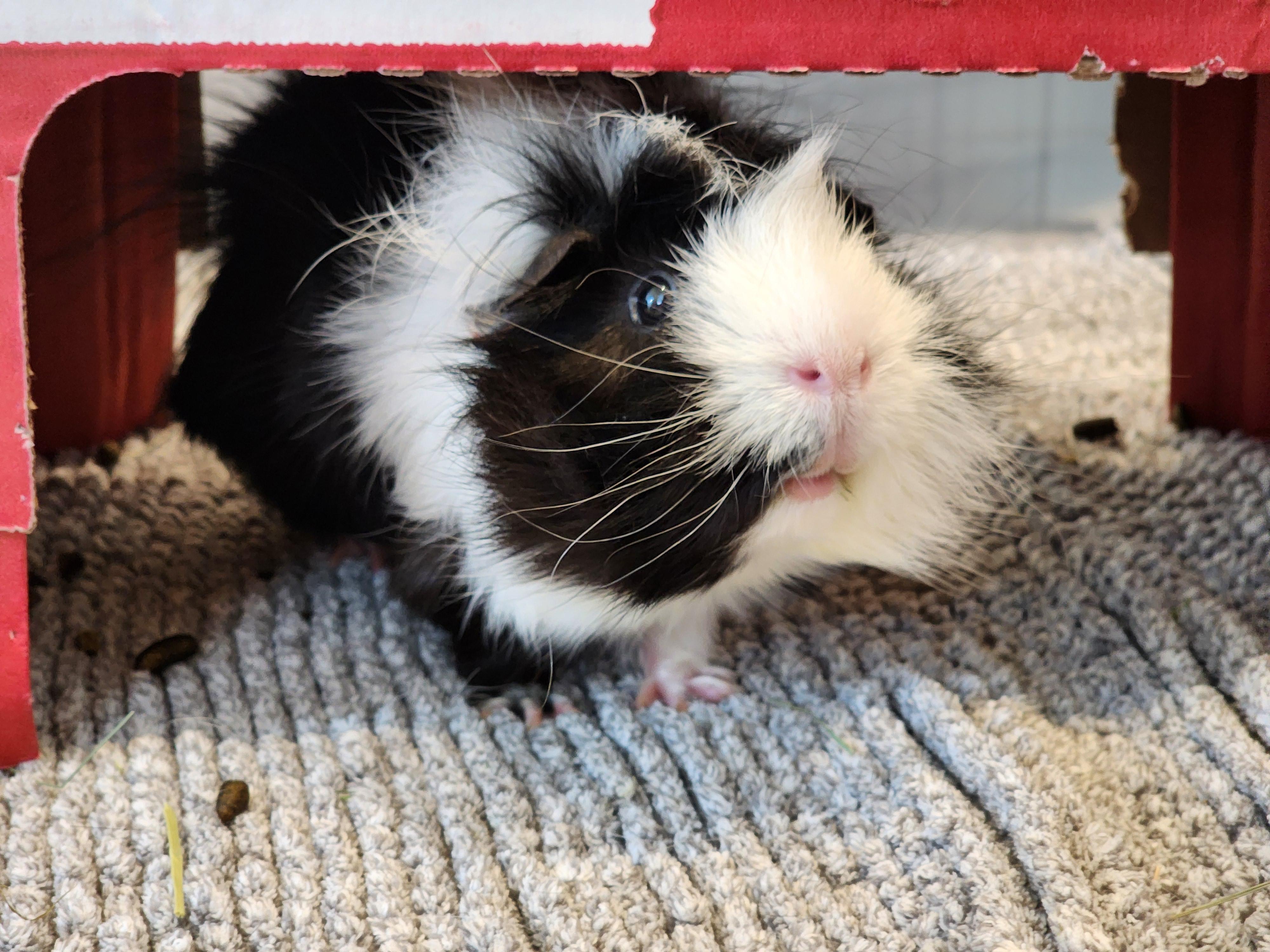 Enlarge Buster & Dilly, a Adoptable Abyssinian in Fort Collins, CO image 3/6