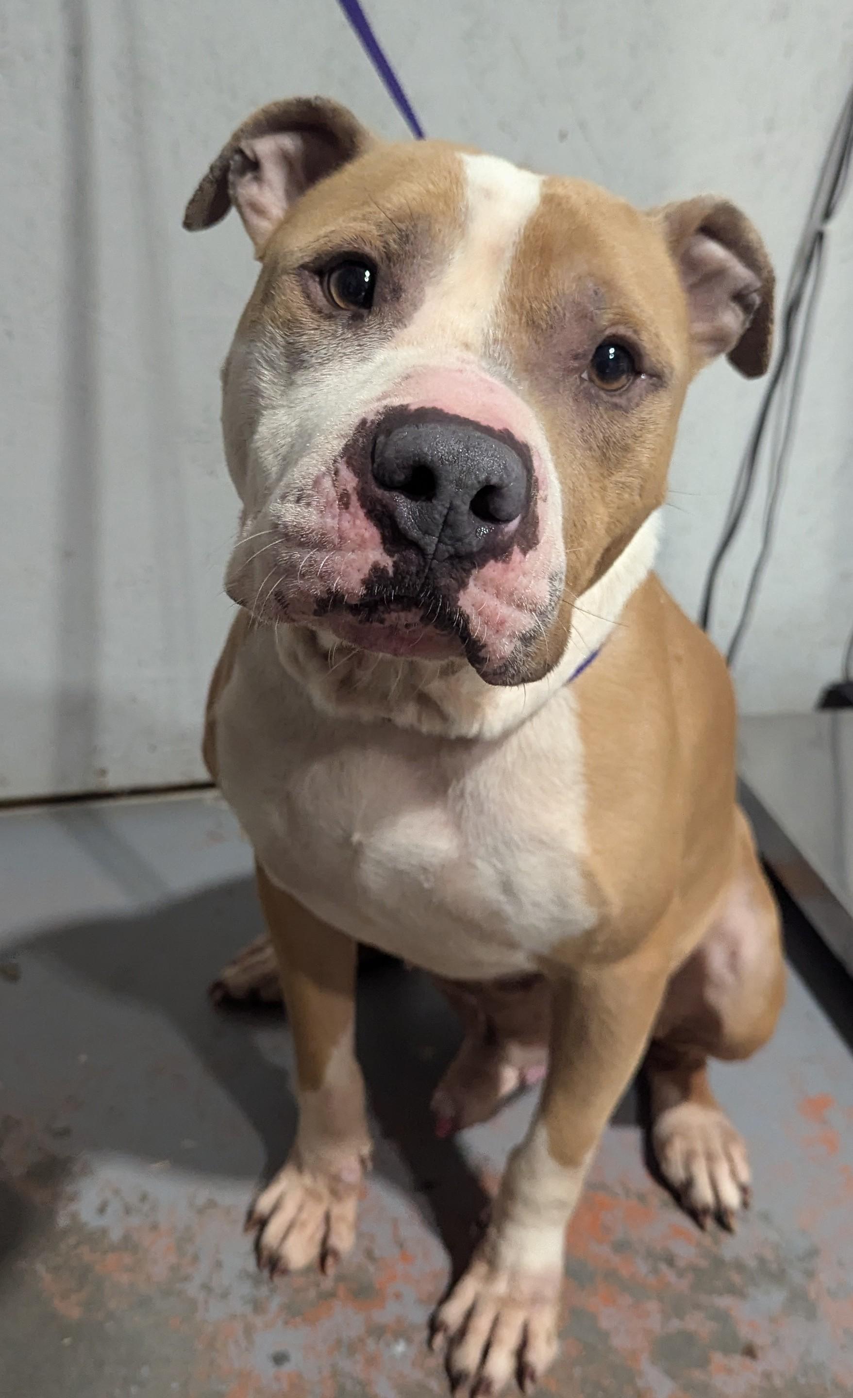 Atlas, Adoptable, Adult Male Pit Bull Terrier.