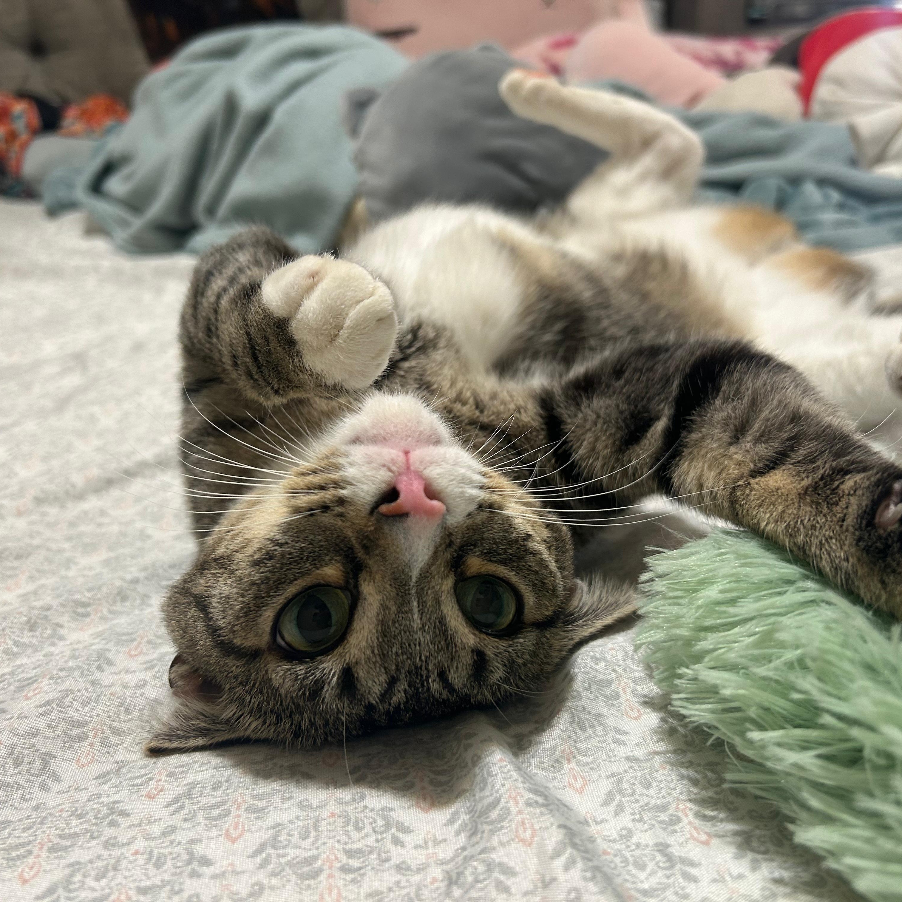 Ellie, ADOPTABLE, Young Female Domestic Short Hair.